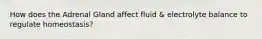 How does the Adrenal Gland affect fluid & electrolyte balance to regulate homeostasis?