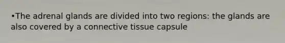 •The adrenal glands are divided into two regions: the glands are also covered by a connective tissue capsule