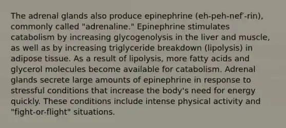 The adrenal glands also produce epinephrine (eh-peh-nef′-rin), commonly called "adrenaline." Epinephrine stimulates catabolism by increasing glycogenolysis in the liver and muscle, as well as by increasing triglyceride breakdown (lipolysis) in adipose tissue. As a result of lipolysis, more fatty acids and glycerol molecules become available for catabolism. Adrenal glands secrete large amounts of epinephrine in response to stressful conditions that increase the body's need for energy quickly. These conditions include intense physical activity and "fight-or-flight" situations.