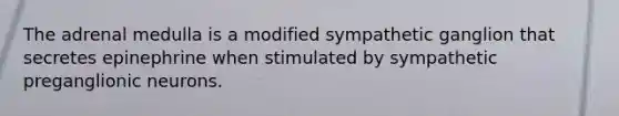 The adrenal medulla is a modified sympathetic ganglion that secretes epinephrine when stimulated by sympathetic preganglionic neurons.