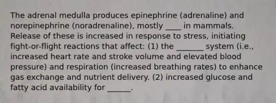 The adrenal medulla produces epinephrine (adrenaline) and norepinephrine (noradrenaline), mostly ____ in mammals. Release of these is increased in response to stress, initiating fight-or-flight reactions that affect: (1) the _______ system (i.e., increased heart rate and stroke volume and elevated blood pressure) and respiration (increased breathing rates) to enhance gas exchange and nutrient delivery. (2) increased glucose and fatty acid availability for ______.