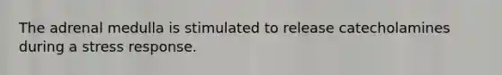 The adrenal medulla is stimulated to release catecholamines during a stress response.