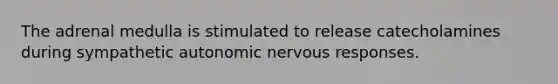 The adrenal medulla is stimulated to release catecholamines during sympathetic autonomic nervous responses.