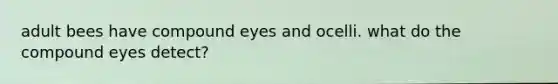 adult bees have compound eyes and ocelli. what do the compound eyes detect?