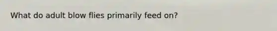 What do adult blow flies primarily feed on?