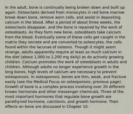 In the adult, bone is continually being broken down and built up again. Osteoclasts derived from monocytes in red bone marrow break down bone, remove worn cells, and assist in depositing calcium in the blood. After a period of about three weeks, the osteoclasts disappear, and the bone is repaired by the work of osteoblasts. As they form new bone, osteoblasts take calcium from the blood. Eventually some of these cells get caught in the matrix they secrete and are converted to osteocytes, the cells found within the lacunae of osteons. Though it might seem strange, adults apparently require at least as much calcium in the diet (about 1,000 to 1,200 mg daily) as do actively growing children. Calcium promotes the work of osteoblasts in adults and children. Although adults no longer experience growth in the long bones, high levels of calcium are necessary to prevent osteoporosis. In osteoporosis, bones are thin, weak, and fracture easily (see the Medical Focus on osteoporosis, previous page). Growth of bone is a complex process involving over 20 different known hormones and other messenger chemicals. Three of the most important hormones that regulate bone growth are parathyroid hormone, calcitonin, and growth hormone. Their effects on bone are discussed in Chapter 10.