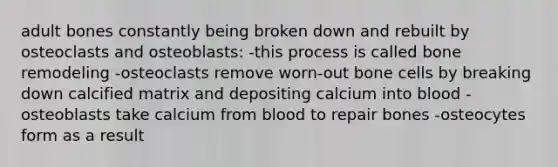 adult bones constantly being broken down and rebuilt by osteoclasts and osteoblasts: -this process is called bone remodeling -osteoclasts remove worn-out bone cells by breaking down calcified matrix and depositing calcium into blood -osteoblasts take calcium from blood to repair bones -osteocytes form as a result