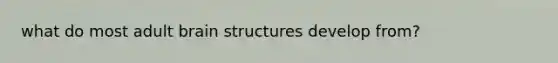 what do most adult brain structures develop from?