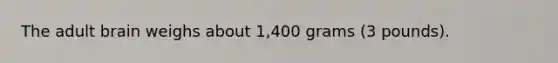 The adult brain weighs about 1,400 grams (3 pounds).​