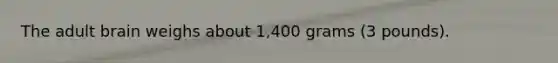 The adult brain weighs about 1,400 grams (3 pounds).