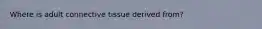 Where is adult connective tissue derived from?