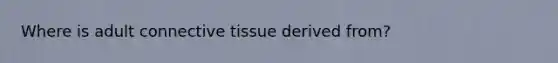 Where is adult connective tissue derived from?