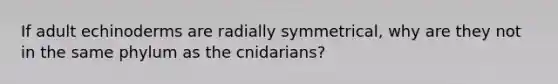 If adult echinoderms are radially symmetrical, why are they not in the same phylum as the cnidarians?