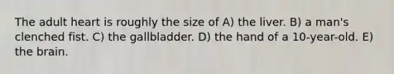 The adult heart is roughly the size of A) the liver. B) a man's clenched fist. C) the gallbladder. D) the hand of a 10-year-old. E) the brain.