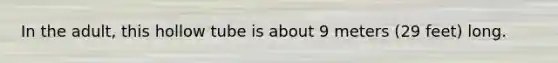 In the adult, this hollow tube is about 9 meters (29 feet) long.