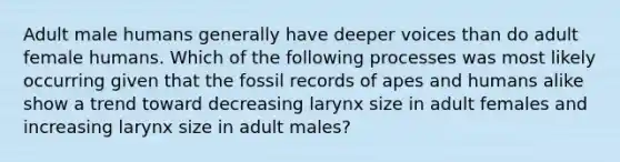 Adult male humans generally have deeper voices than do adult female humans. Which of the following processes was most likely occurring given that the fossil records of apes and humans alike show a trend toward decreasing larynx size in adult females and increasing larynx size in adult males?