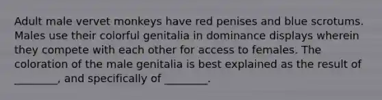 Adult male vervet monkeys have red penises and blue scrotums. Males use their colorful genitalia in dominance displays wherein they compete with each other for access to females. The coloration of the male genitalia is best explained as the result of ________, and specifically of ________.