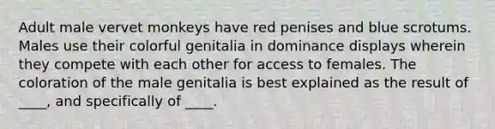 Adult male vervet monkeys have red penises and blue scrotums. Males use their colorful genitalia in dominance displays wherein they compete with each other for access to females. The coloration of the male genitalia is best explained as the result of ____, and specifically of ____.