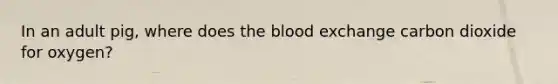 In an adult pig, where does <a href='https://www.questionai.com/knowledge/k7oXMfj7lk-the-blood' class='anchor-knowledge'>the blood</a> exchange carbon dioxide for oxygen?