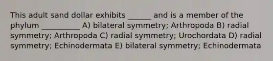 This adult sand dollar exhibits ______ and is a member of the phylum __________ A) bilateral symmetry; Arthropoda B) radial symmetry; Arthropoda C) radial symmetry; Urochordata D) radial symmetry; Echinodermata E) bilateral symmetry; Echinodermata