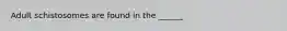 Adult schistosomes are found in the ______