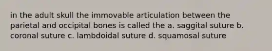 in the adult skull the immovable articulation between the parietal and occipital bones is called the a. saggital suture b. coronal suture c. lambdoidal suture d. squamosal suture