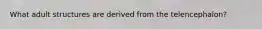 What adult structures are derived from the telencephalon?