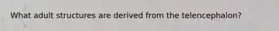 What adult structures are derived from the telencephalon?