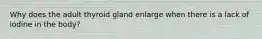 Why does the adult thyroid gland enlarge when there is a lack of iodine in the body?