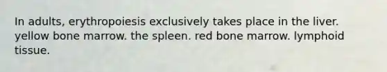 In adults, erythropoiesis exclusively takes place in the liver. yellow bone marrow. the spleen. red bone marrow. lymphoid tissue.