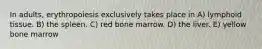 In adults, erythropoiesis exclusively takes place in A) lymphoid tissue. B) the spleen. C) red bone marrow. D) the liver. E) yellow bone marrow