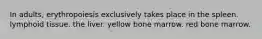 In adults, erythropoiesis exclusively takes place in the spleen. lymphoid tissue. the liver. yellow bone marrow. red bone marrow.