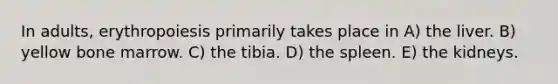 In adults, erythropoiesis primarily takes place in A) the liver. B) yellow bone marrow. C) the tibia. D) the spleen. E) the kidneys.