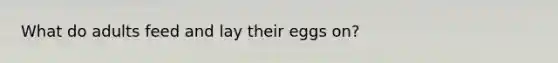 What do adults feed and lay their eggs on?