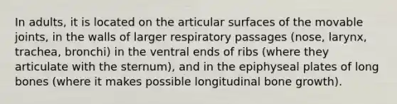 In adults, it is located on the articular surfaces of the movable joints, in the walls of larger respiratory passages (nose, larynx, trachea, bronchi) in the ventral ends of ribs (where they articulate with the sternum), and in the epiphyseal plates of long bones (where it makes possible longitudinal bone growth).