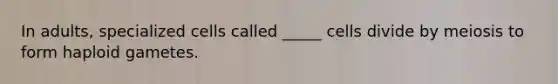 In adults, specialized cells called _____ cells divide by meiosis to form haploid gametes.