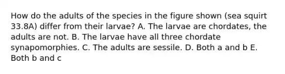 How do the adults of the species in the figure shown (sea squirt 33.8A) differ from their larvae? A. The larvae are chordates, the adults are not. B. The larvae have all three chordate synapomorphies. C. The adults are sessile. D. Both a and b E. Both b and c