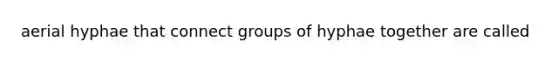 aerial hyphae that connect groups of hyphae together are called