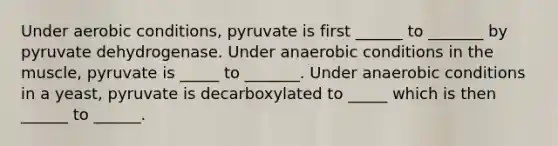 Under aerobic conditions, pyruvate is first ______ to _______ by pyruvate dehydrogenase. Under anaerobic conditions in the muscle, pyruvate is _____ to _______. Under anaerobic conditions in a yeast, pyruvate is decarboxylated to _____ which is then ______ to ______.