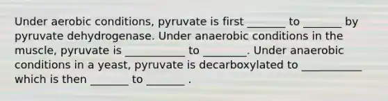 Under aerobic conditions, pyruvate is first _______ to _______ by pyruvate dehydrogenase. Under anaerobic conditions in the muscle, pyruvate is ___________ to ________. Under anaerobic conditions in a yeast, pyruvate is decarboxylated to ___________ which is then _______ to _______ .