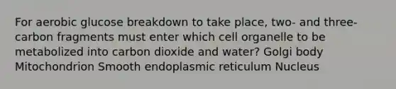 For aerobic glucose breakdown to take place, two- and three-carbon fragments must enter which cell organelle to be metabolized into carbon dioxide and water? Golgi body Mitochondrion Smooth endoplasmic reticulum Nucleus