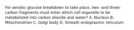 For aerobic glucose breakdown to take place, two- and three-carbon fragments must enter which cell organelle to be metabolized into carbon dioxide and water? A. Nucleus B. Mitochondrion C. Golgi body D. Smooth endoplasmic reticulum