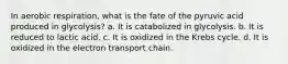 In aerobic respiration, what is the fate of the pyruvic acid produced in glycolysis? a. It is catabolized in glycolysis. b. It is reduced to lactic acid. c. It is oxidized in the Krebs cycle. d. It is oxidized in the electron transport chain.