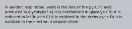 In aerobic respiration, what is the fate of the pyruvic acid produced in glycolysis? A) It is catabolized in glycolysis B) It is reduced to lactic acid C) It is oxidized in the Krebs cycle D) It is oxidized in the electron transport chain