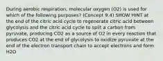 During aerobic respiration, molecular oxygen (O2) is used for which of the following purposes? (Concept 9.4) SHOW HINT at the end of the citric acid cycle to regenerate citric acid between glycolysis and the citric acid cycle to split a carbon from pyruvate, producing CO2 as a source of O2 in every reaction that produces CO2 at the end of glycolysis to oxidize pyruvate at the end of the electron transport chain to accept electrons and form H2O