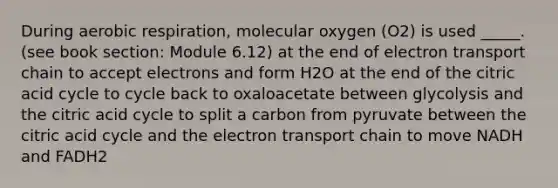 During aerobic respiration, molecular oxygen (O2) is used _____. (see book section: Module 6.12) at the end of electron transport chain to accept electrons and form H2O at the end of the citric acid cycle to cycle back to oxaloacetate between glycolysis and the citric acid cycle to split a carbon from pyruvate between the citric acid cycle and the electron transport chain to move NADH and FADH2