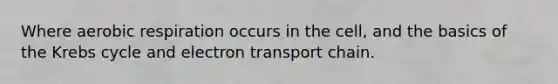 Where aerobic respiration occurs in the cell, and the basics of the Krebs cycle and electron transport chain.