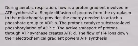 During <a href='https://www.questionai.com/knowledge/kyxGdbadrV-aerobic-respiration' class='anchor-knowledge'>aerobic respiration</a>, how is a proton gradient involved in <a href='https://www.questionai.com/knowledge/kx3XpCJrFz-atp-synthesis' class='anchor-knowledge'>atp synthesis</a>? a. Simple diffusion of protons from the cytoplasm to the mitochondria provides the energy needed to attach a phosphate group to ADP. b. The protons catalyze substrate-level phosphorylation of ADP. c. The active transport of protons through ATP synthase creates ATP. d. The flow of H+ ions down their electrochemical gradient powers ATP synthesis