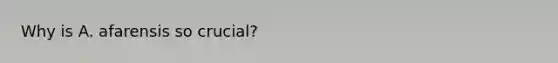 Why is A. afarensis so crucial?
