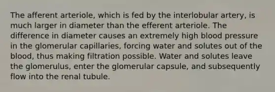 The afferent arteriole, which is fed by the interlobular artery, is much larger in diameter than the efferent arteriole. The difference in diameter causes an extremely high blood pressure in the glomerular capillaries, forcing water and solutes out of the blood, thus making filtration possible. Water and solutes leave the glomerulus, enter the glomerular capsule, and subsequently flow into the renal tubule.